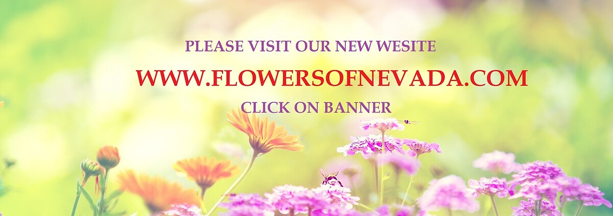New Wesite